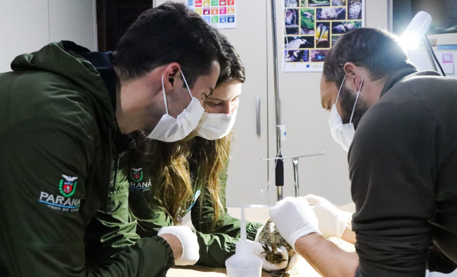 Pronto Atendimento a Animais Silvestres (PAAS) do Parque Estadual do Palmito, em Paranaguá, é referência no atendimento à fauna silvestre