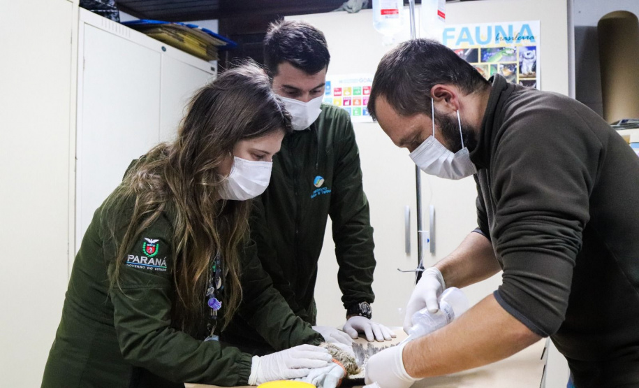 Pronto Atendimento a Animais Silvestres (PAAS) do Parque Estadual do Palmito, em Paranaguá, é referência no atendimento à fauna silvestre