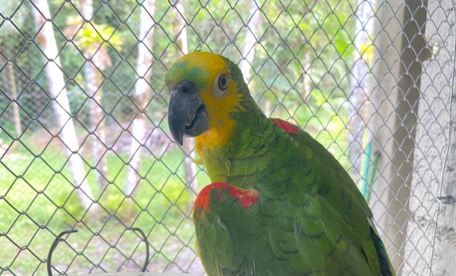 Pronto Atendimento a Animais Silvestres (PAAS) do Parque Estadual do Palmito, em Paranaguá, é referência no atendimento à fauna silvestre