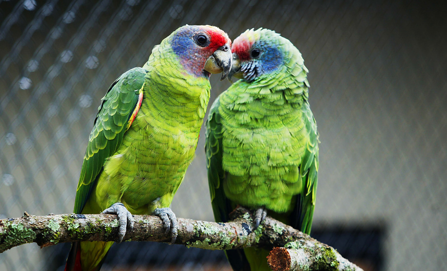 Instituto Água e Terra elaborou um informativo para orientar quem deseja comprar espécies da fauna silvestre de forma legal no Paraná.
