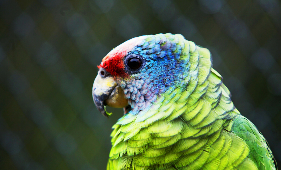 Instituto Água e Terra elaborou um informativo para orientar quem deseja comprar espécies da fauna silvestre de forma legal no Paraná.