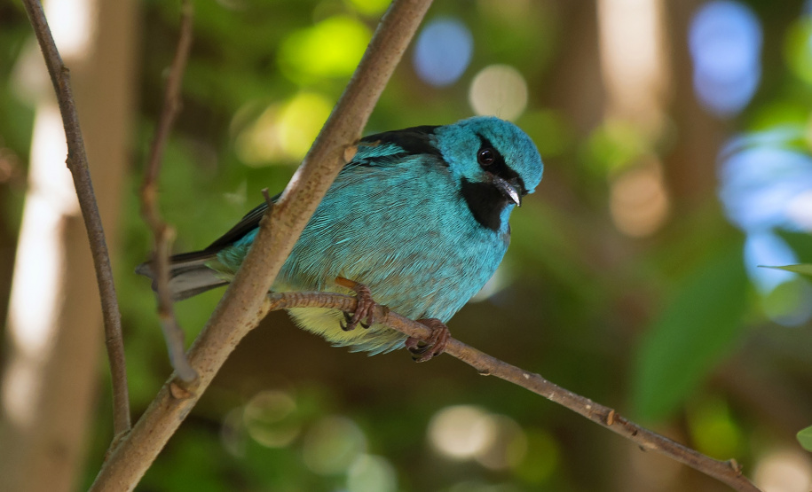 Parque Estadual de Vila Velha vai receber, pela primeira vez em sua história, uma atividade dedicada exclusivamente à observação de pássaros.