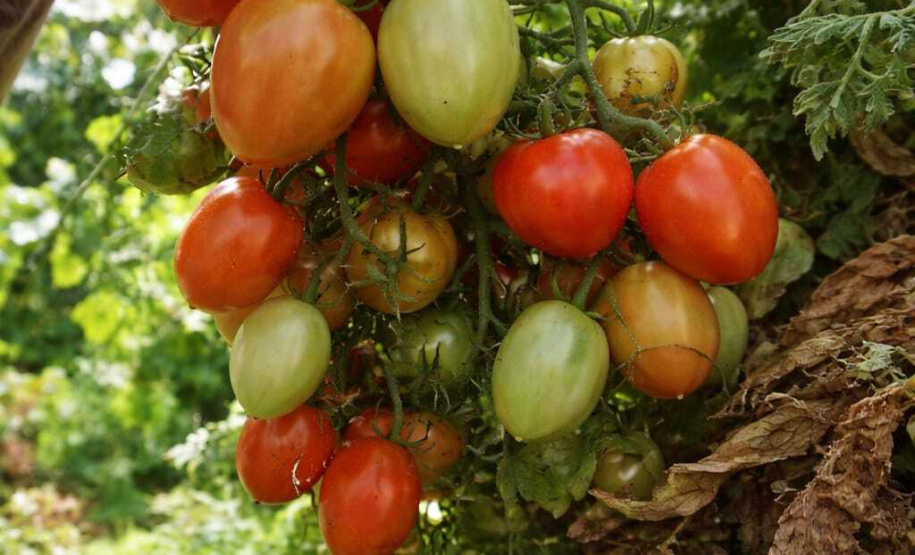 SEAB - Colheita histórica de tomate em Maria Helena destaca atuação do IDR-Paraná e força do manejo técnico