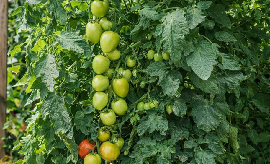 SEAB - Colheita histórica de tomate em Maria Helena destaca atuação do IDR-Paraná e força do manejo técnico