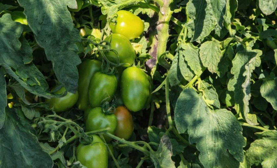 SEAB - Colheita histórica de tomate em Maria Helena destaca atuação do IDR-Paraná e força do manejo técnico