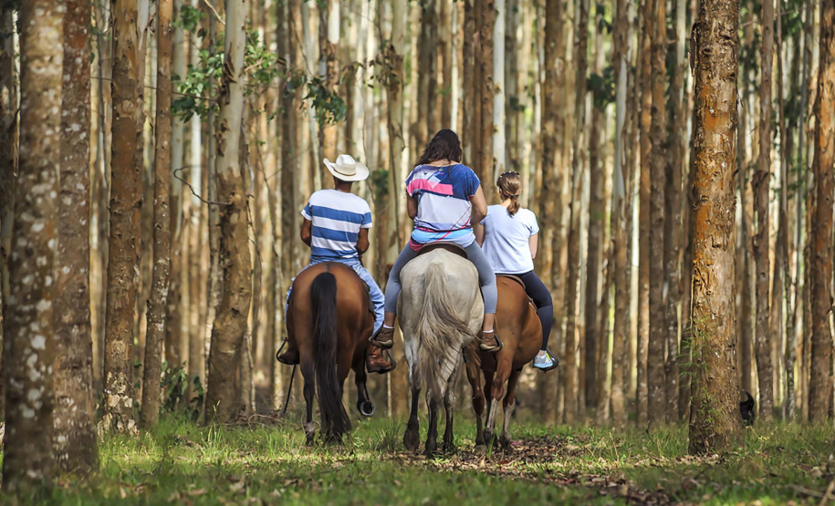 Turismo Rural no Paraná pesquisa mostra setor em expansão e perfil qualificado de empreendedores
