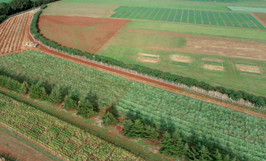 Programa de apoio à viticultura completa seis anos e beneficia mais de 400 produtores familiares