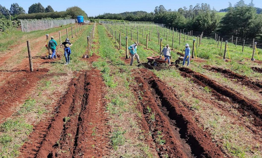 Programa de apoio à viticultura completa seis anos e beneficia mais de 400 produtores familiares
