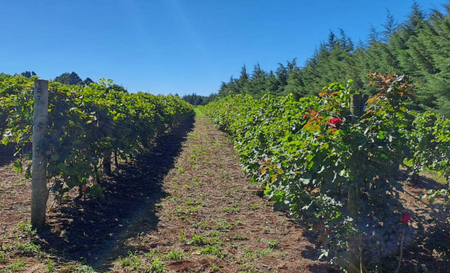 Programa de apoio à viticultura completa seis anos e beneficia mais de 400 produtores familiares