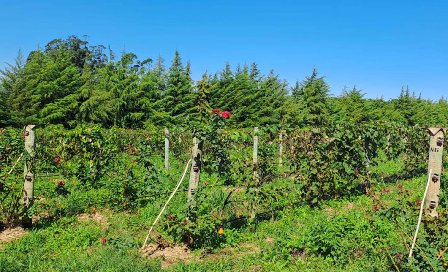 Programa de apoio à viticultura completa seis anos e beneficia mais de 400 produtores familiares