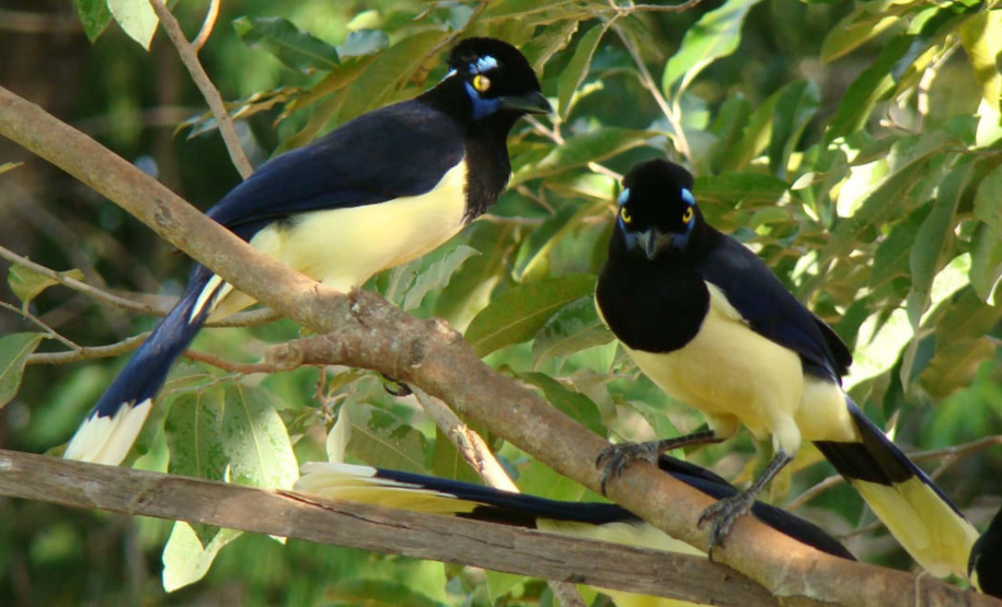 Parque Estadual de Vila Velha vai receber, pela primeira vez em sua história, uma atividade dedicada exclusivamente à observação de pássaros.