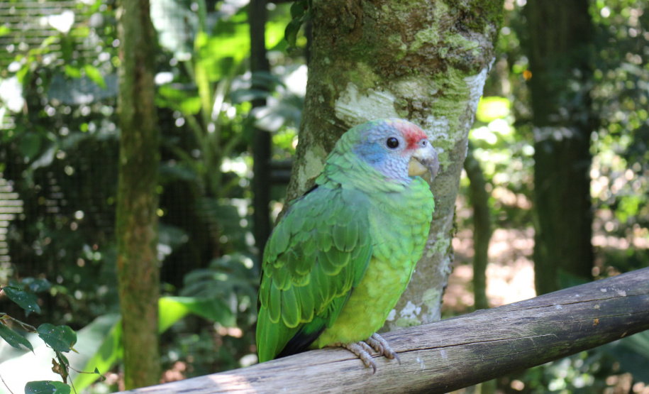 Unioeste testa crachá que lê imagens através de IA