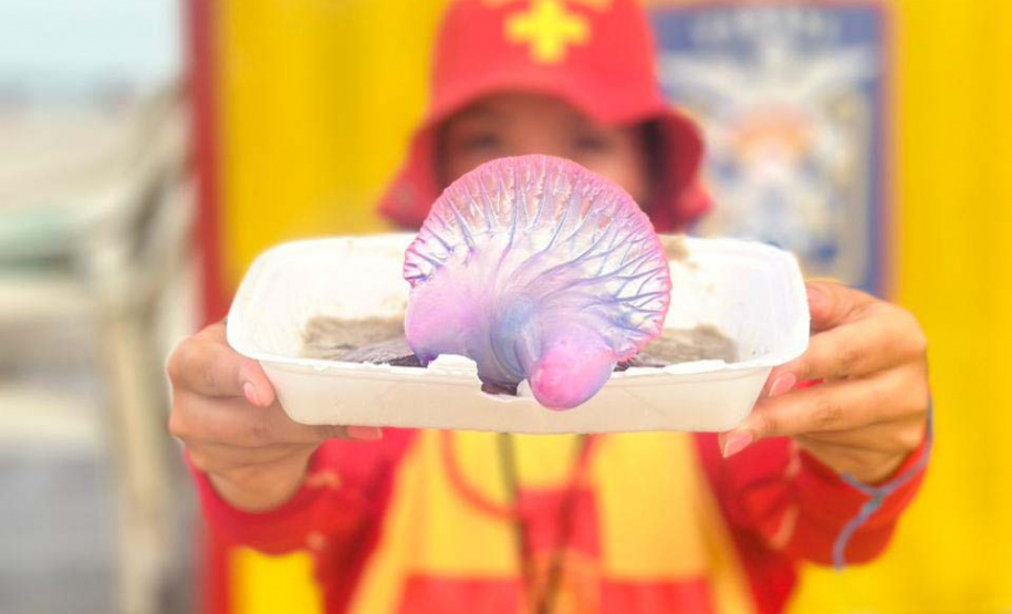 Bombeiros orientam sobre como prevenir e o que fazer em caso de queimaduras por água-viva