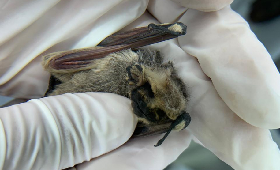 SESA - Calor intensifica a presença de morcegos e Sesa alerta para cuidados com a raiva