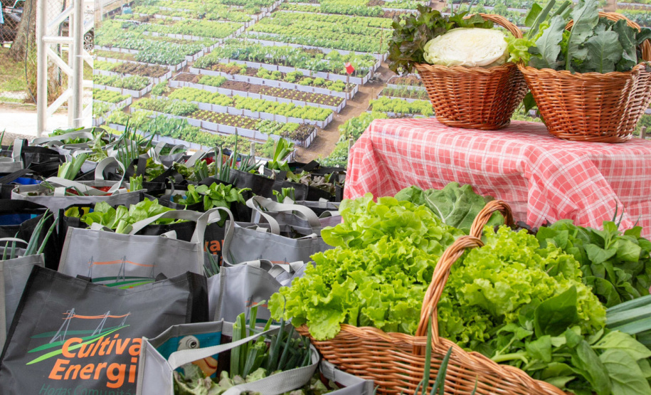 Copel - Programa de hortas da Copel ganhou 32 novas unidades em 2025