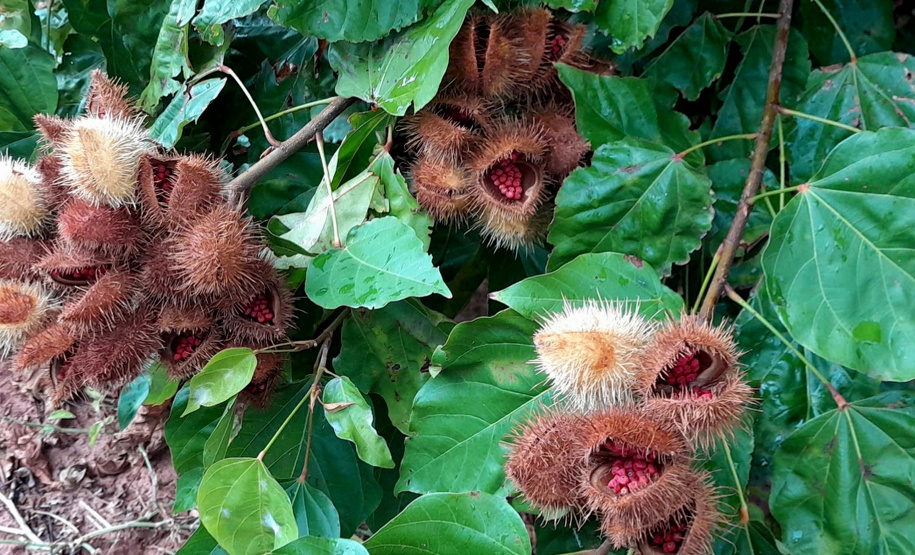 Paraná desonera ICMS de insumo para produção de peixes e semente colorífica de urucum