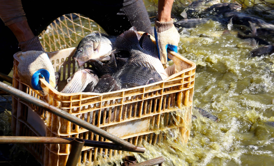 Paraná desonera ICMS de insumo para produção de peixes e semente colorífica de urucum