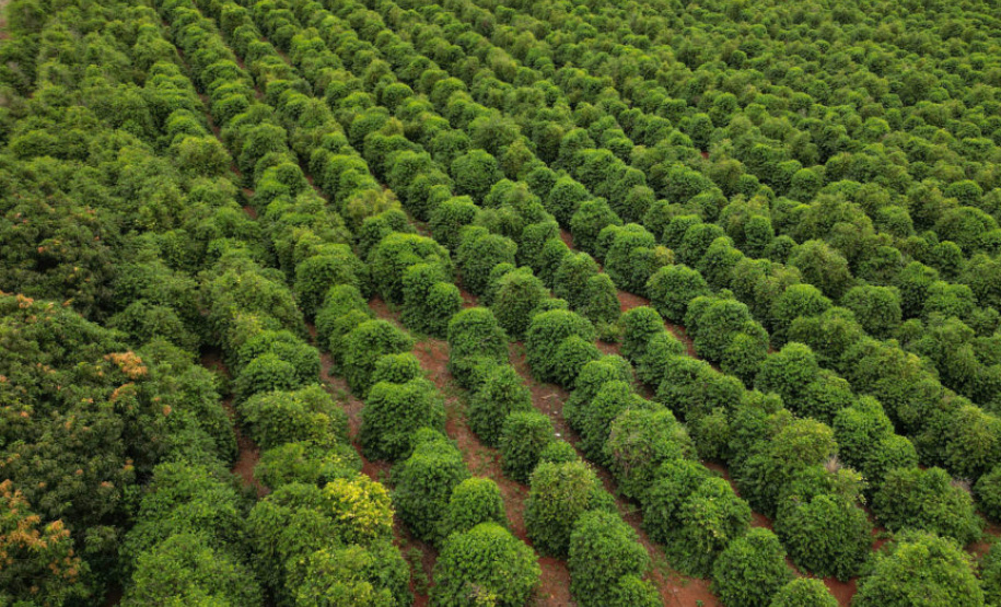 Café da Serra de Apucarana