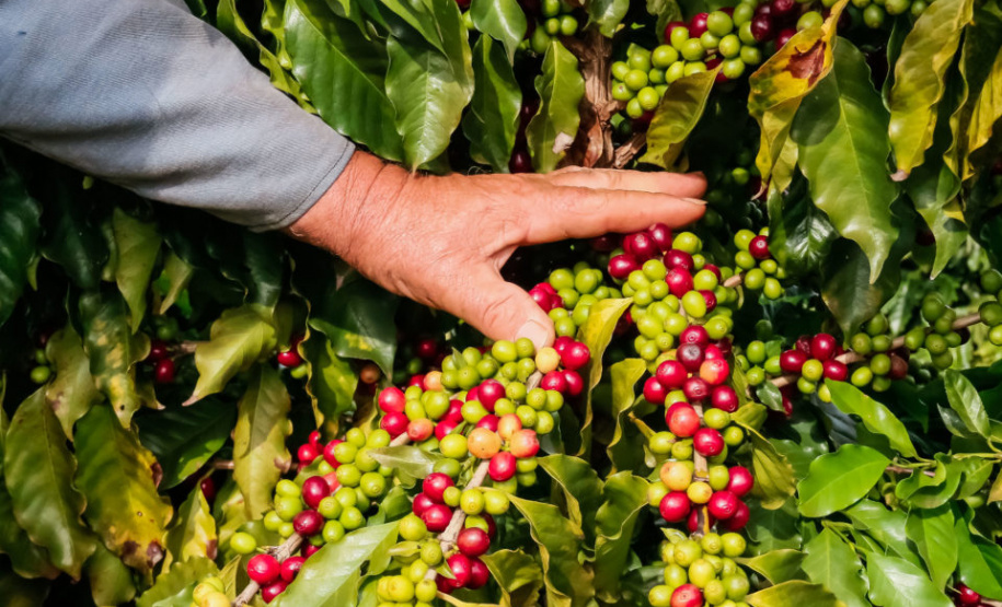 Café da Serra de Apucarana
