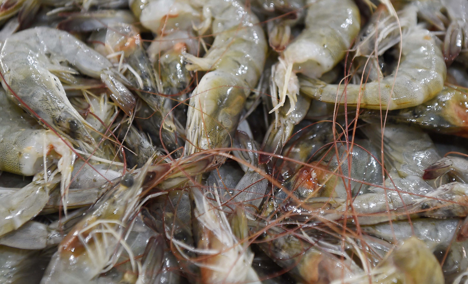 Período de defeso do camarão começa nesta quarta-feira (28) no Paraná e se estende até o dia 30 de abril.