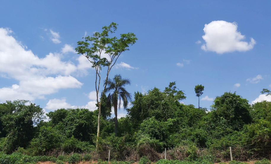 Créditos de biodiversidade