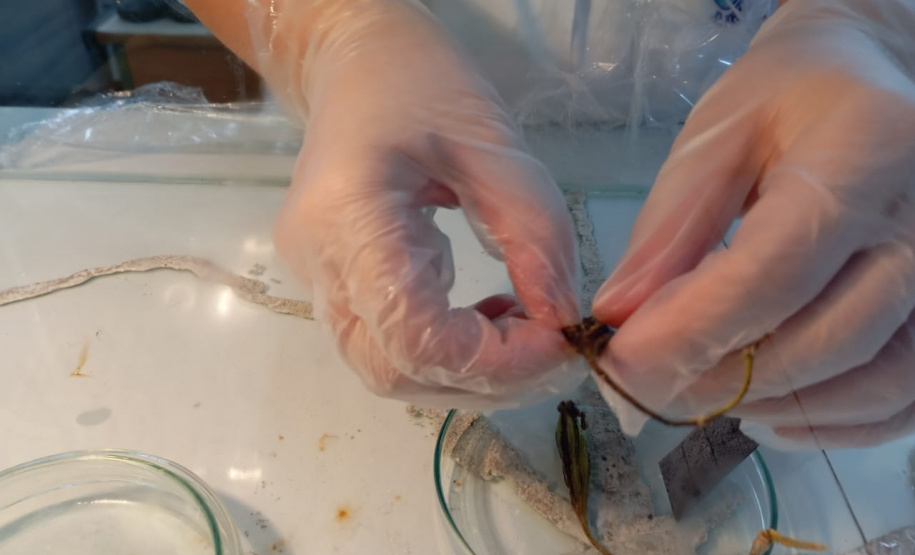 Projetos da rede estadual do Paraná são destaque na Febrace 2025