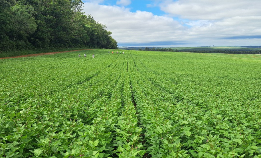 Cultivares desenvolvidas no Paraná representam quase 40% das sementes de feijão do País