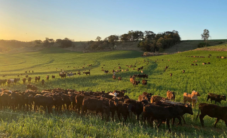 Portaria da Adapar intensifica regras para combate à brucelose e tuberculose bovina no Paraná