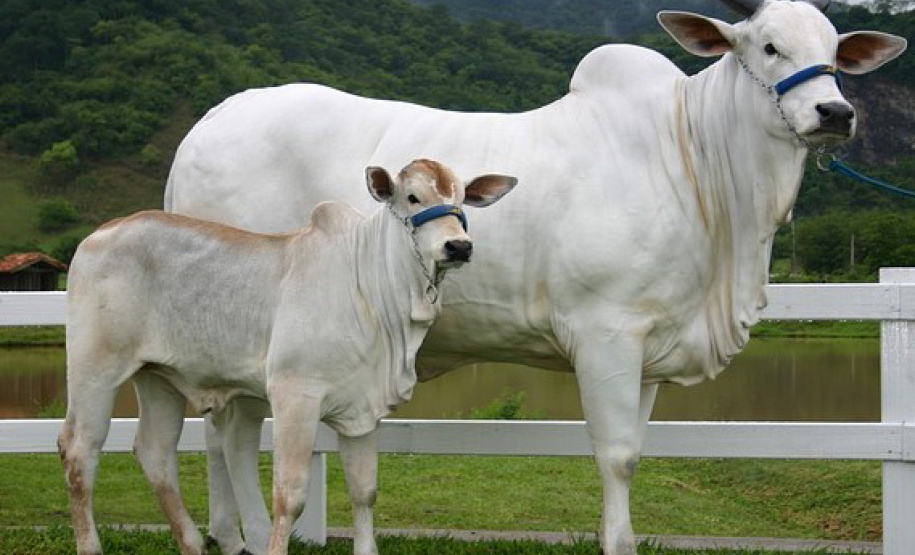 Portaria da Adapar intensifica regras para combate à brucelose e tuberculose bovina no Paraná