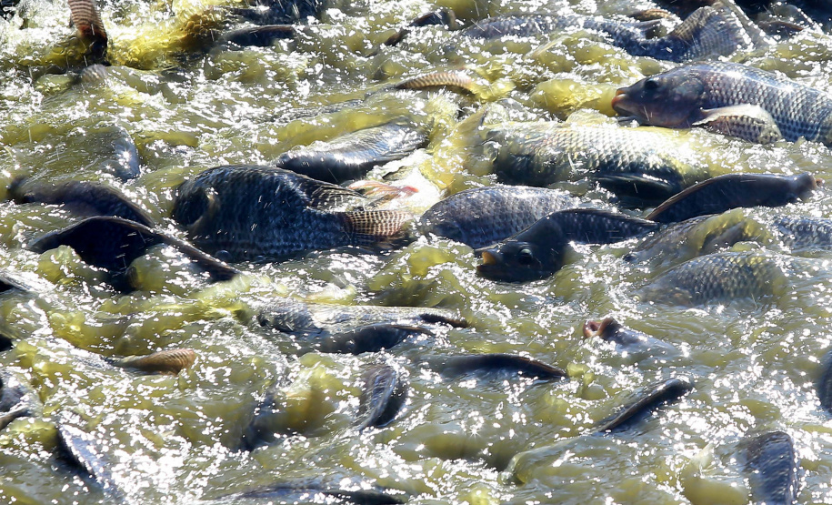 Paraná desonera ICMS de insumo para produção de peixes e semente colorífica de urucum