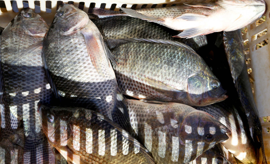 SEAB - Psicultura verão