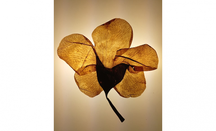 Sede Adalice Araújo recebe “Costa Oeste” como primeira mostra do ano