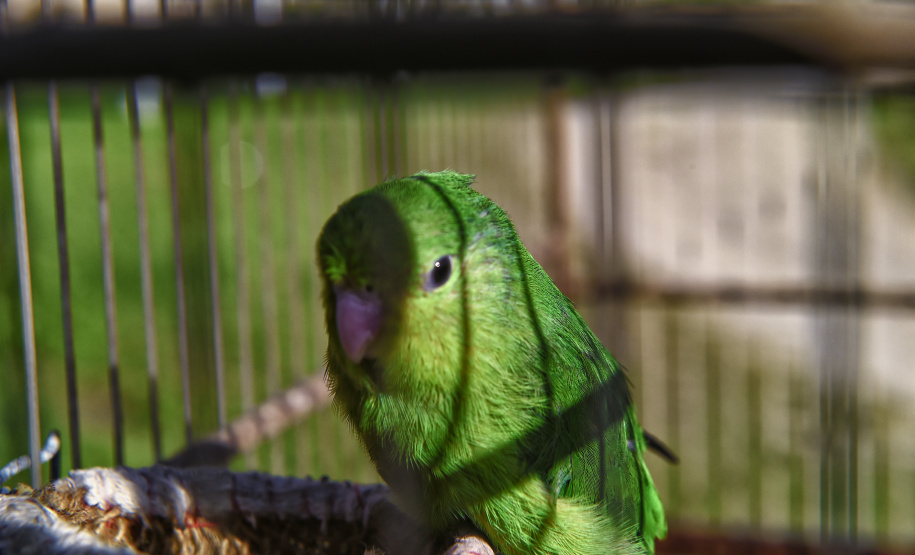 Técnicos do Instituto Água e Terra (IAT) fizeram a soltura de seis pássaros no Litoral do Paraná.