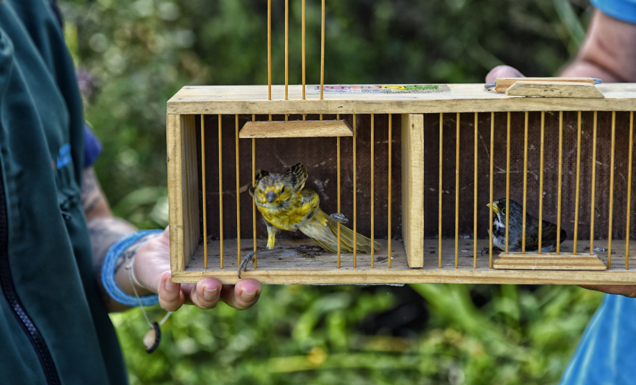 Técnicos do Instituto Água e Terra (IAT) fizeram a soltura de seis pássaros no Litoral do Paraná.