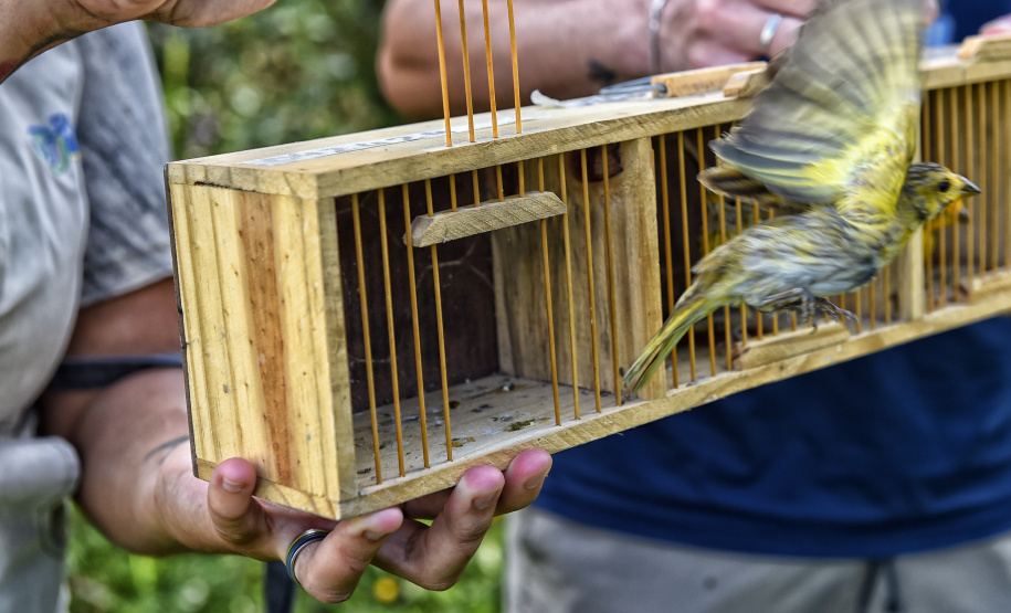 Técnicos do Instituto Água e Terra (IAT) fizeram a soltura de seis pássaros no Litoral do Paraná.