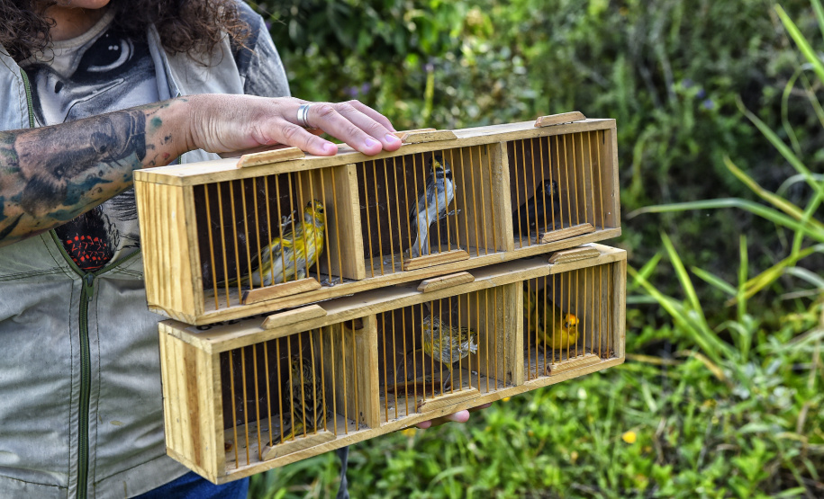 Técnicos do Instituto Água e Terra (IAT) fizeram a soltura de seis pássaros no Litoral do Paraná.