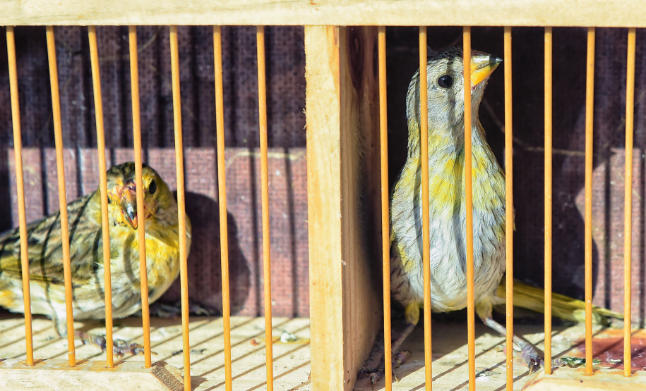 Técnicos do Instituto Água e Terra (IAT) fizeram a soltura de seis pássaros no Litoral do Paraná.