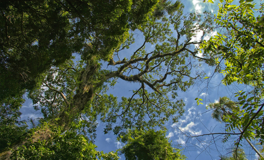Paraná conta com 78 mil “Maracanãs” de área protegida por Reservas Particulares do Patrimônio Natural