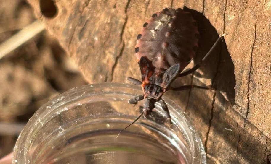 SESA - Saiba como se prevenir do bicho-barbeiro para evitar a doença de Chagas