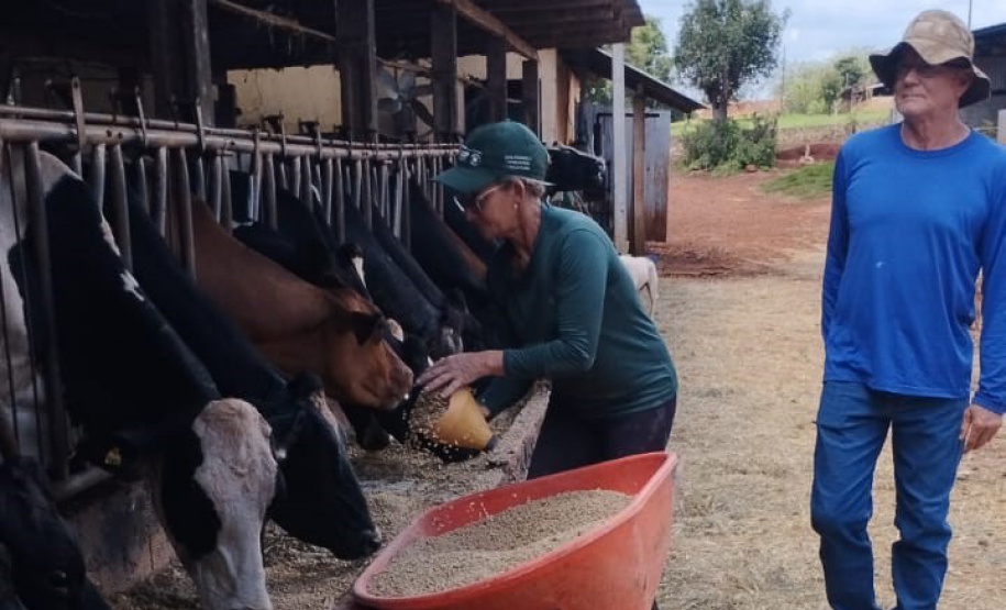 SEAB - Programa no Paraná fortalece pecuária leiteira e aumenta rentabilidade dos produtores