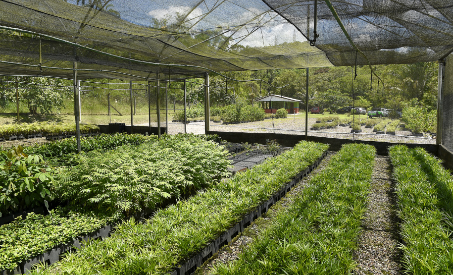 “Um dia no viveiro” mobiliza comunidade litorânea para a educação ambiental