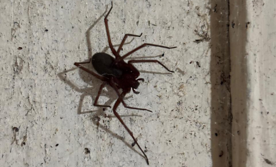 Prevenção: Sesa alerta para cuidados com aranhas no verão