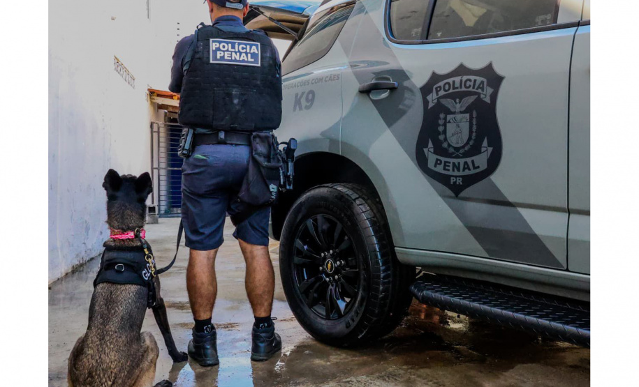 Cães da Polícia Penal reforçam segurança no litoral durante o Verão Maior Paraná