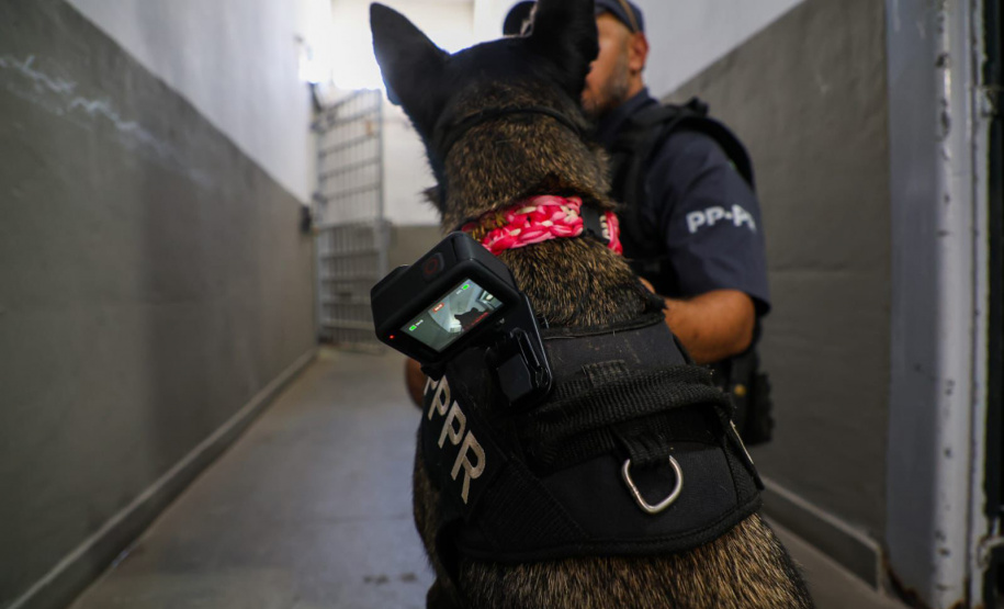 Cães da Polícia Penal reforçam segurança no litoral durante o Verão Maior Paraná
