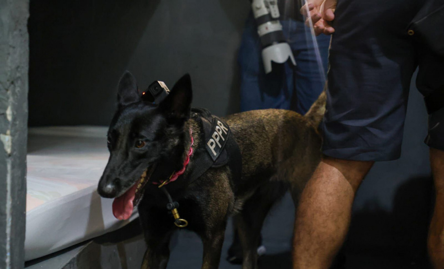 Cães da Polícia Penal reforçam segurança no litoral durante o Verão Maior Paraná