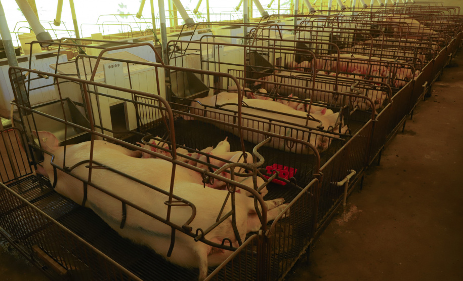 Paraná consolida liderança na genética suína, aponta Deral