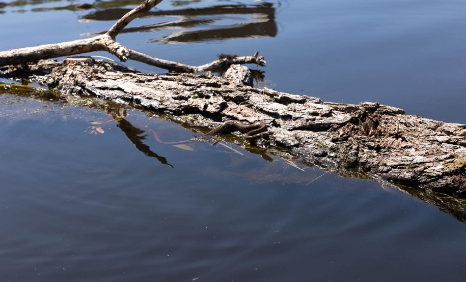 Sanepar resgatou cerca de 2 mil animais desde o início do enchimento do Reservatório Miringuava