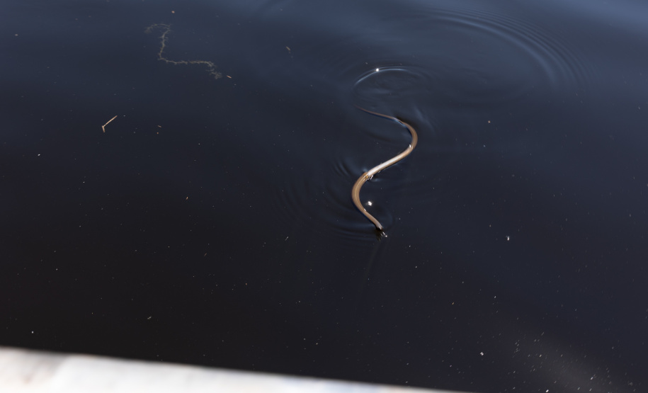 Sanepar resgatou cerca de 2 mil animais desde o início do enchimento do Reservatório Miringuava