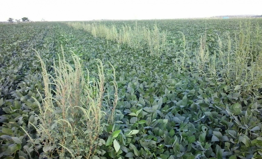 Adapar executa conjunto de ações para o combate ao Caruru-Gigante