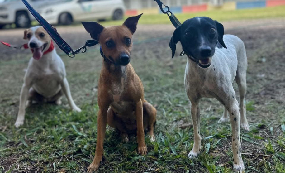 Com destaque para RMC, CastraPet vai beneficiar cães e gatos de 42 municípios em fevereiro